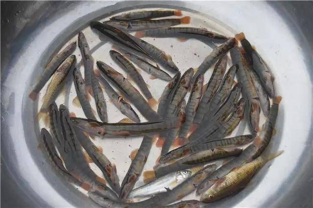 还有这些从来没见过的野生鱼,据说是酒店里上千元的一盘的钢鳅.