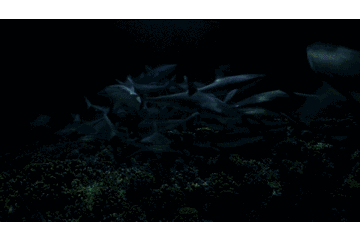 意外的是, 劳伦的团队还撞见了 灰礁鲨群夜间围猎石斑鱼.
