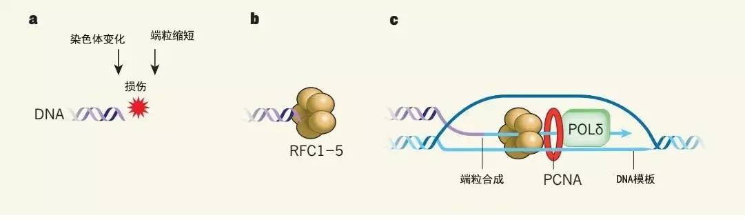dna修复:解密癌细胞的端粒延长机制