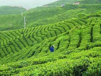 更大范围六堡茶指广西梧州市行政辖区范围内,选用苍梧县群体种,广西大