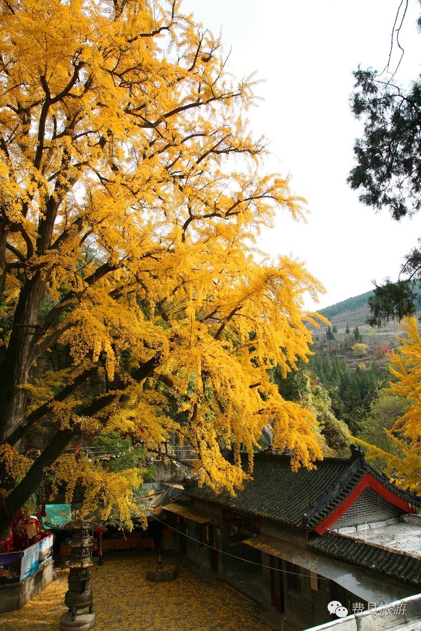 庵有千年银杏树,为隋唐时期所植,已有1400余年历史.