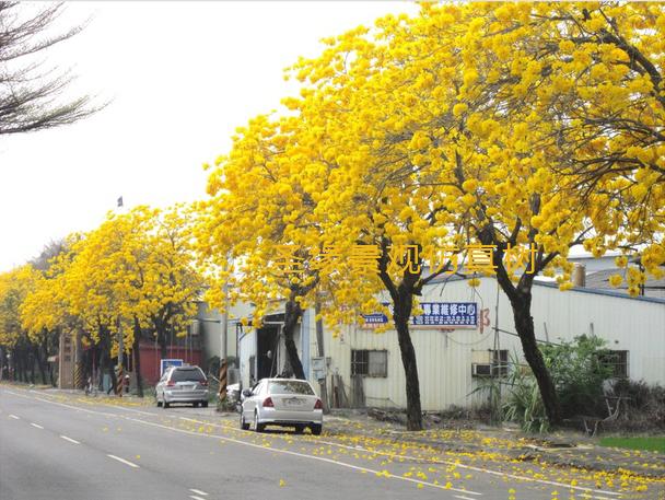 仿真风铃木树诠释着人与自然的完美和谐(圣缘景观)