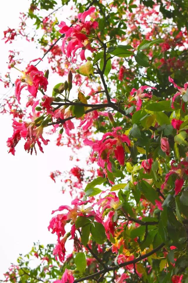 东城最美的花树已经开花了,东莞人你的相机准备好了吗?
