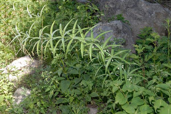 polygonatum sibiricum),又名:鸡头黄精,黄鸡菜,笔管菜,爪子参,老虎姜