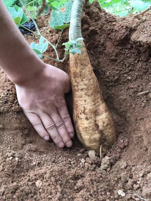 总结出这几种土壤种植葛根的适宜性.