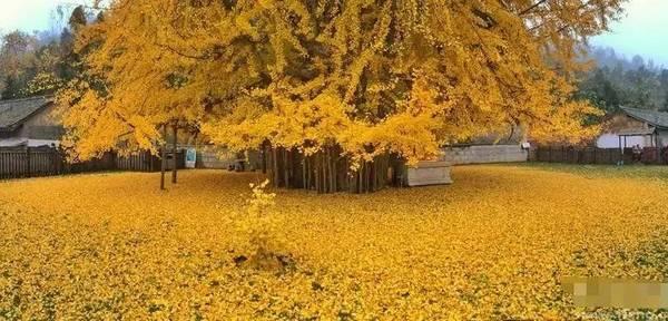 落叶变成金毯,美了1400年,李世民曾栽的银杏树.