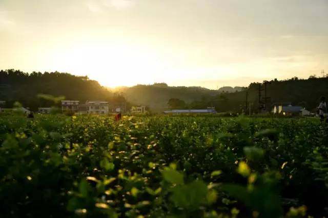 茉莉花基地