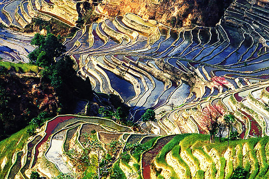 【无量山樱花谷】云南大理、艳遇双廊、神游无