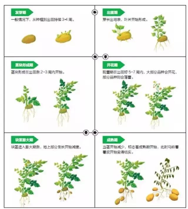 其它 正文  马铃薯生长发育过程图 第三阶段:第55～85天,块茎形成