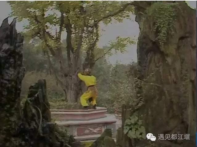 图为孙悟空寻找的人参果树,就是离堆公园里的张松银杏.