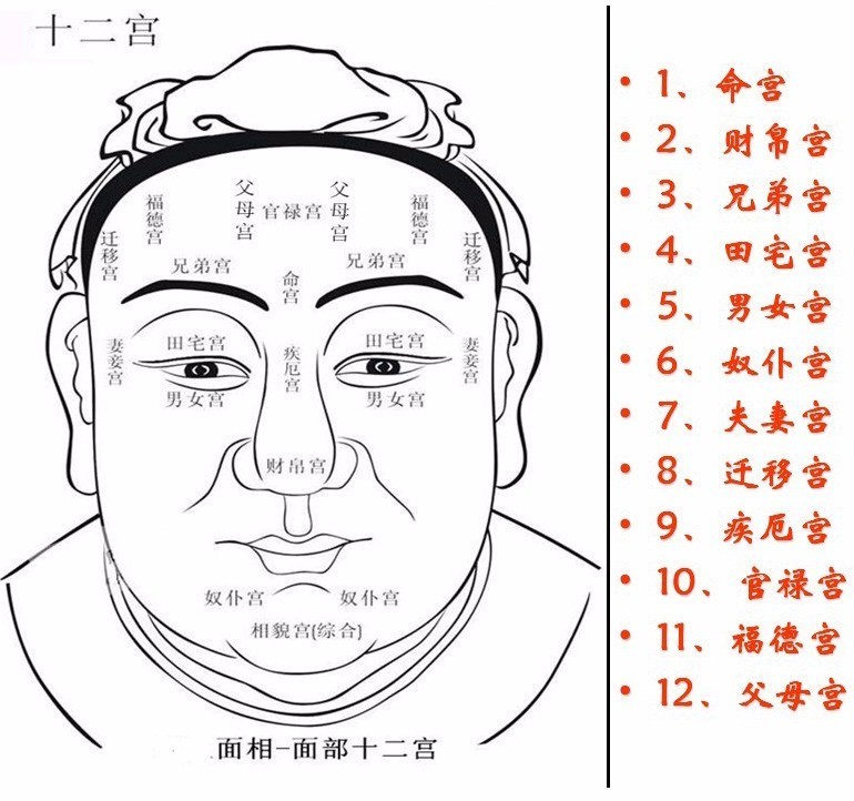 人类瓜子脸面相信息资料