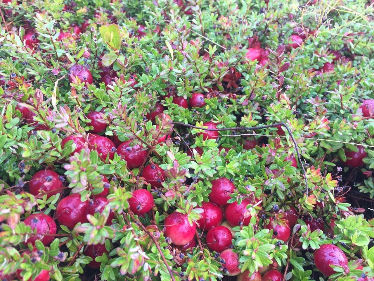 美的让人窒息的北美蔓越莓收获季_浆果