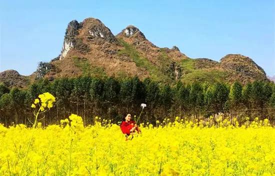 侧岭油菜花