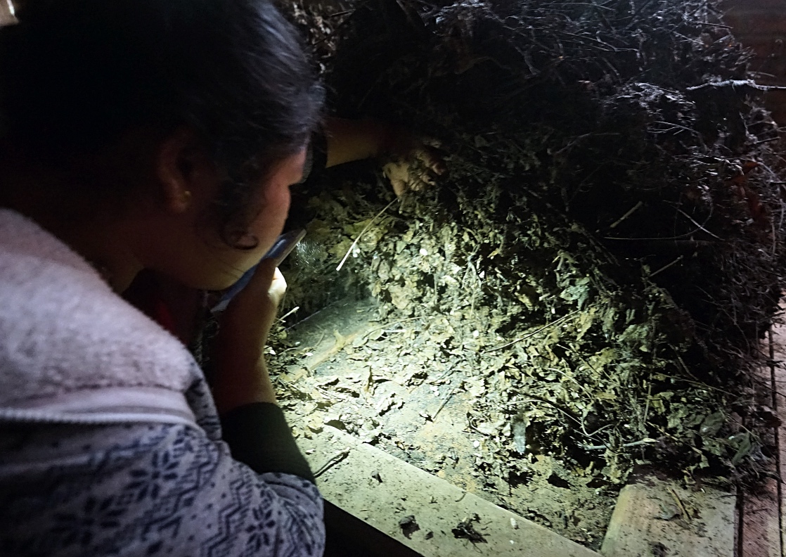 国外有猫屎咖啡,你知道中国有虫屎茶吗