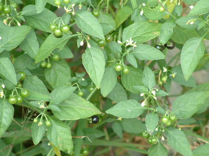 7.黄袍果实味美,开胃,柔肝缓急,小儿食之良.