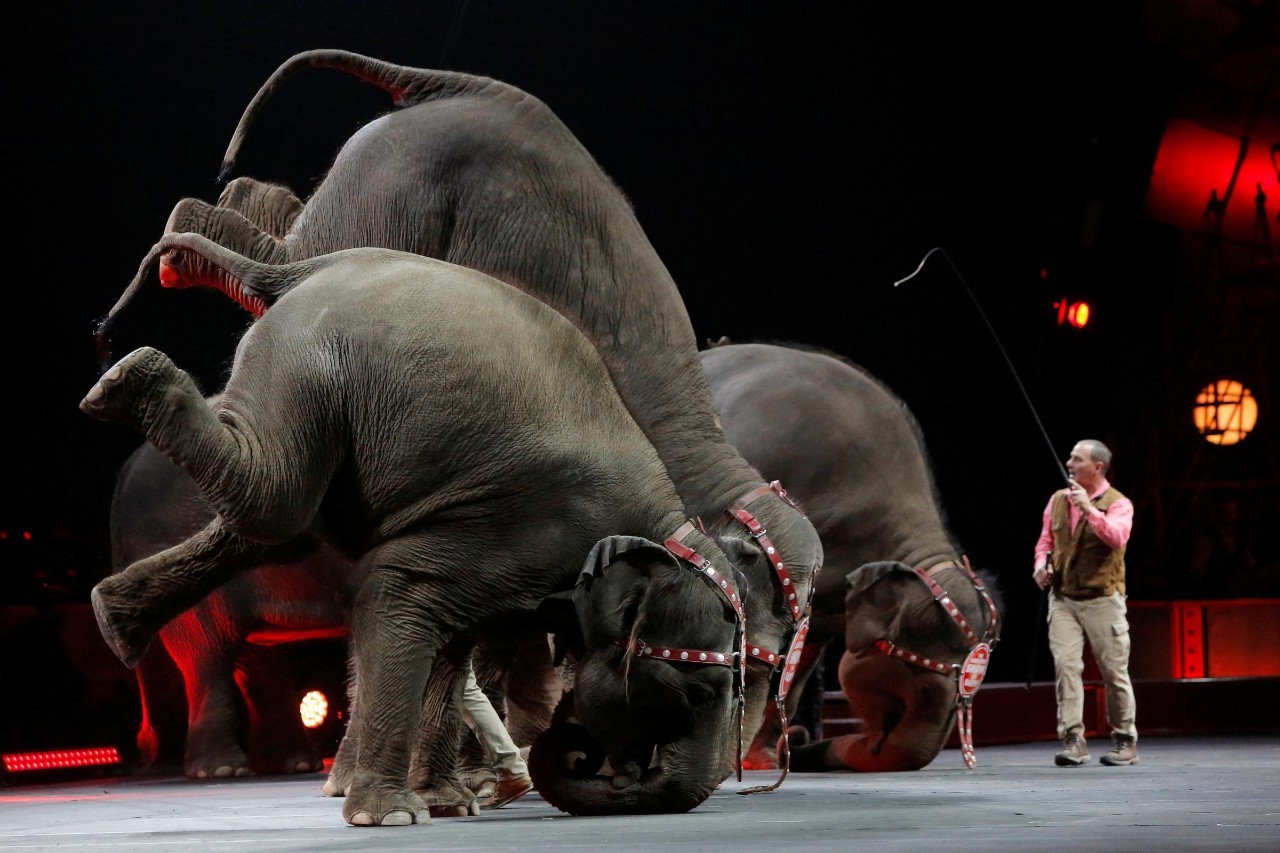世界上最悲伤的表演：延续百年的明星马戏团大象表演终落幕-野生动物保护新闻-天下共生