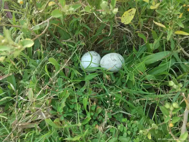农村小孩捡到几个"野鸡蛋,带回家孵化后惊呆了