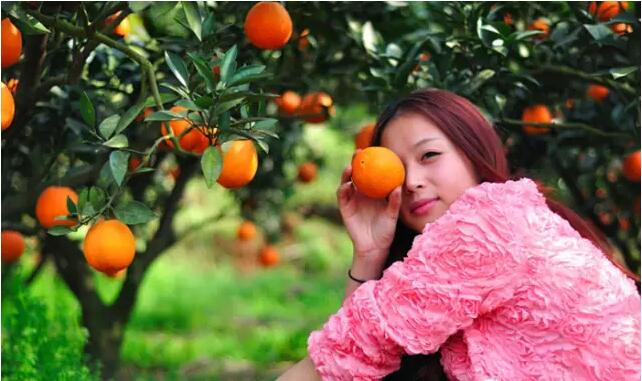 味蕾厨坊:赏花海 摘脐橙 美丽乡村游!