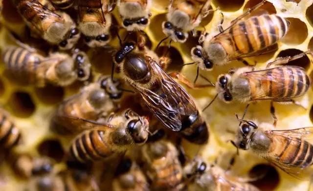是的,蜂王浆也不是蜂王分泌的,而是提供给蜂王吃的.