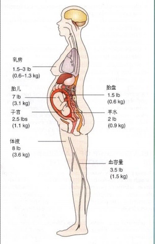 你了解孕期体重增加组成么?