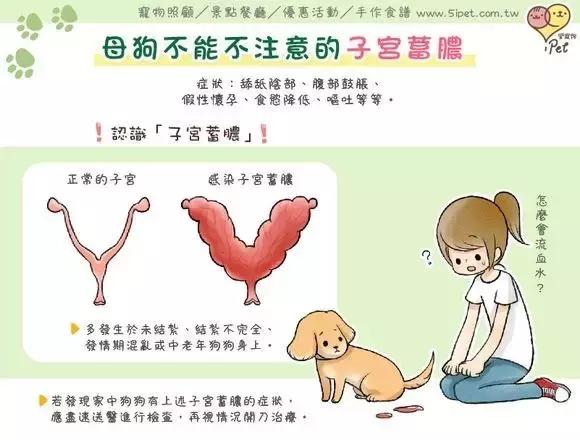 母犬患子宫蓄脓的影响因素2狗的子宫蓄脓与孕酮有关,而人子宫内膜
