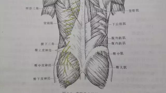 腰段多裂肌起自骶骨后及乳突,向上内斜向止于上位2-3节椎体棘突后缘.