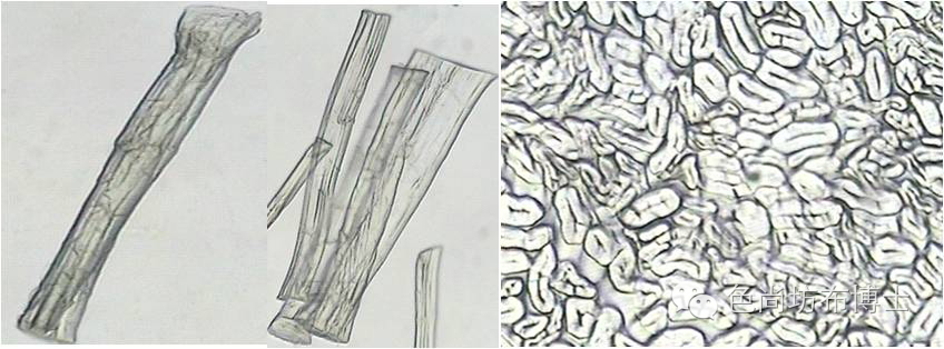 大麻韧皮中木质素是一种网状结构,纤维表面粗糙,有许多裂纹和孔洞