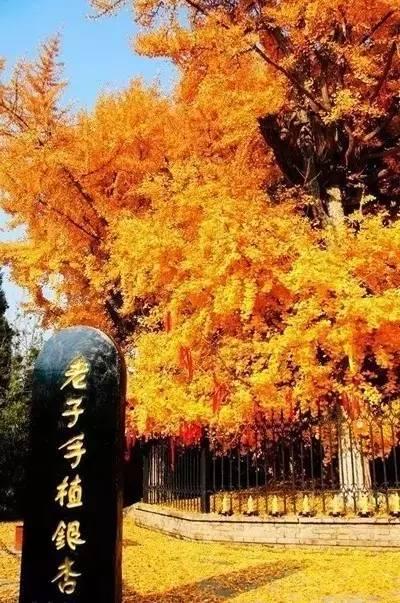 别去观音禅寺挤啦,西安城外这株银杏树更有来头