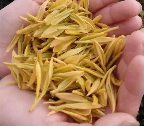 黄茶介绍 黄茶有哪些种类 黄茶的功效与作用