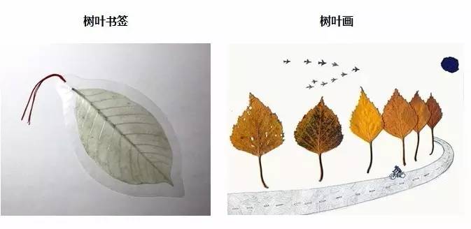 这个季节最适合做树叶书签和树叶画啦免费提供工具哦