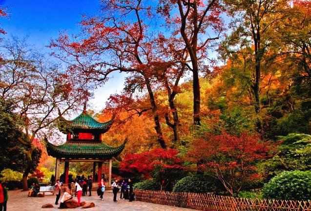 紧急通知!长沙岳麓山要在11月20日举办红枫节