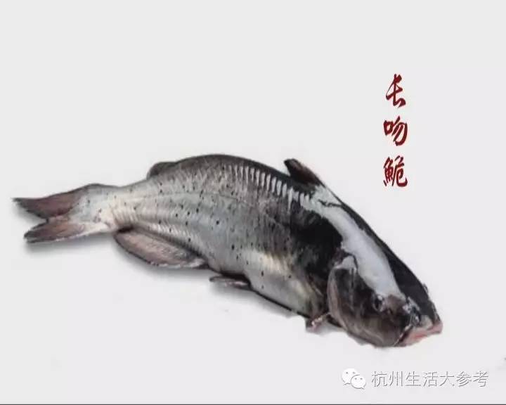 准备食材:江团鱼(鮰鱼)