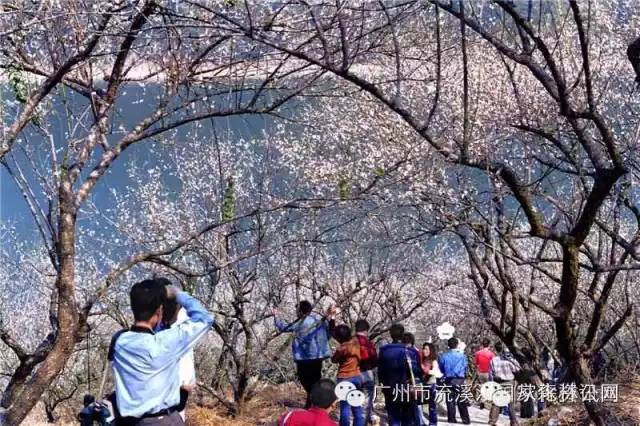 从化"流溪香雪"梅花节来啦!12月16日带你玩转梅花节!