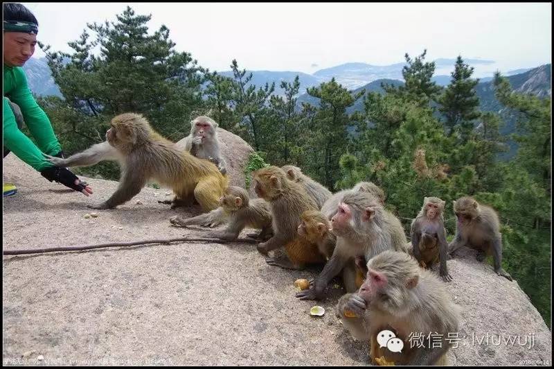 爬山猴子1120周日小崂顶看群猴可喂食