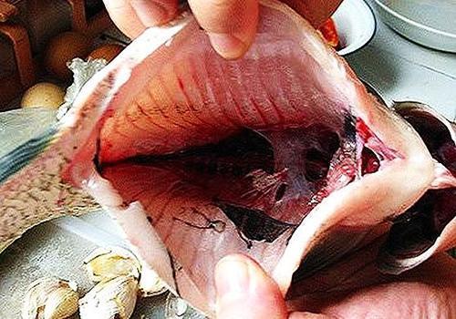 长尾红草鱼为什么总张嘴巴不闭上?