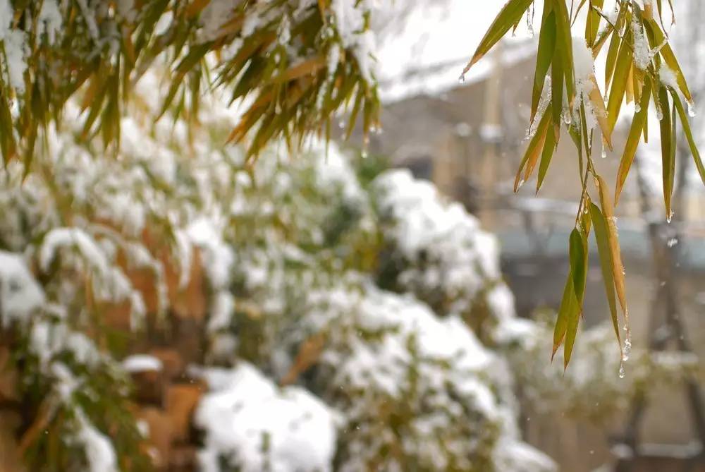 煮雪烹茶,听雪敲竹 —— 古人的浪漫冬天