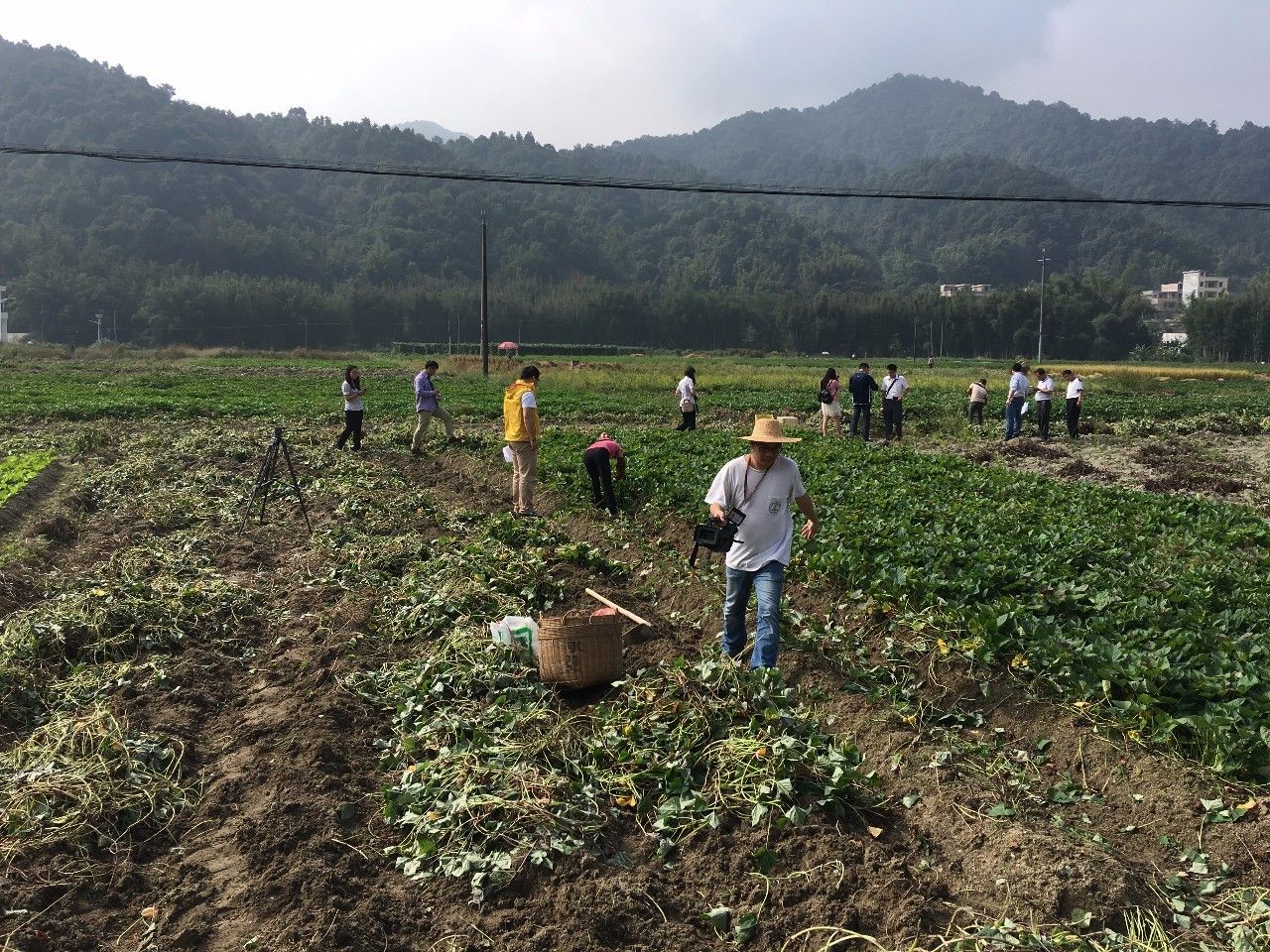 从化良口高山番薯"果蜂"田间采掘到家