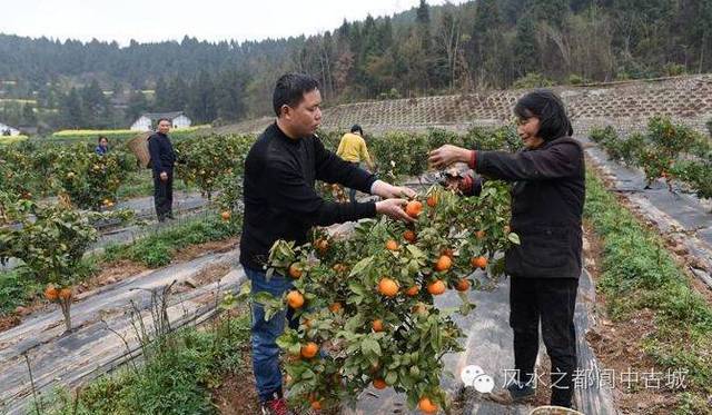 关注!冬季鲜果哪里寻? 阆中天宫院千亩果园等