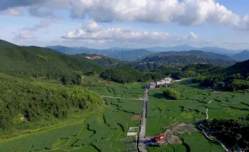 泰顺县三魁卢梨村 海拔820米,全村总面积9.