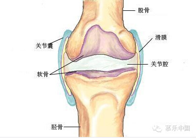 【运动防护】膝关节积液