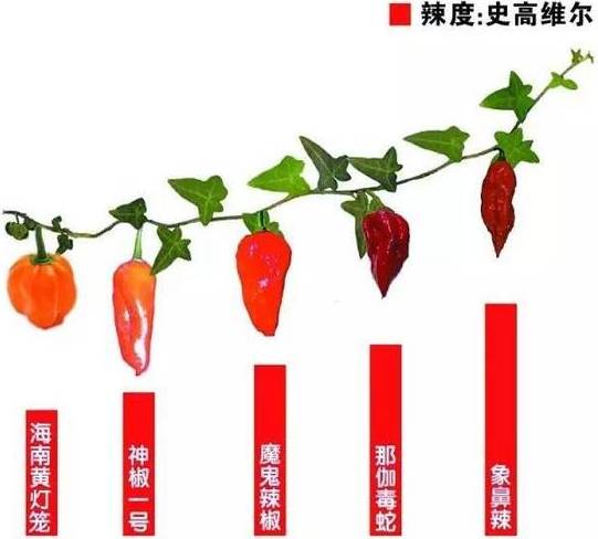 各级别辣椒,很多人吃到第10个就