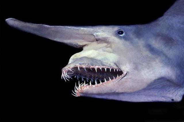 作为海洋生物的天敌,从1995年发现这种深海鲨鱼开始,日本人的魔爪就