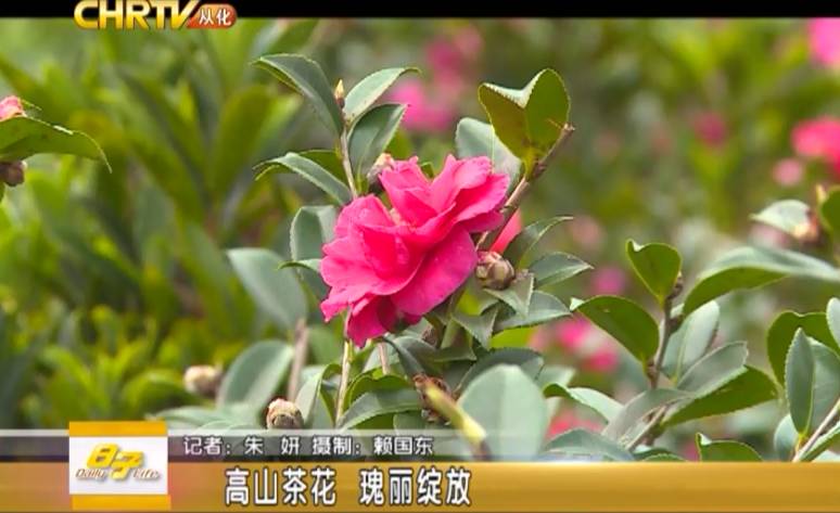 阿婆六这里的茶花老树也不少, 当然其中还有一些是相当名贵的茶花