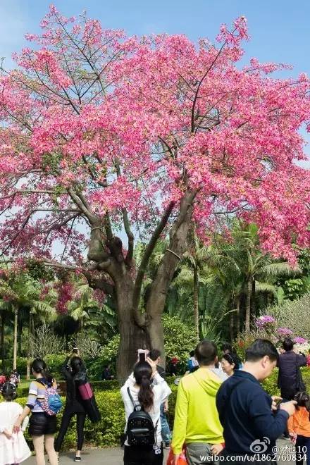 莲花山的异木棉开花了深圳最美花树没有之一周末了走起