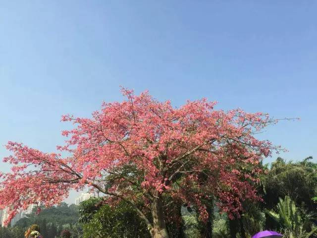 深圳最美花树没有之一!周末了,走起