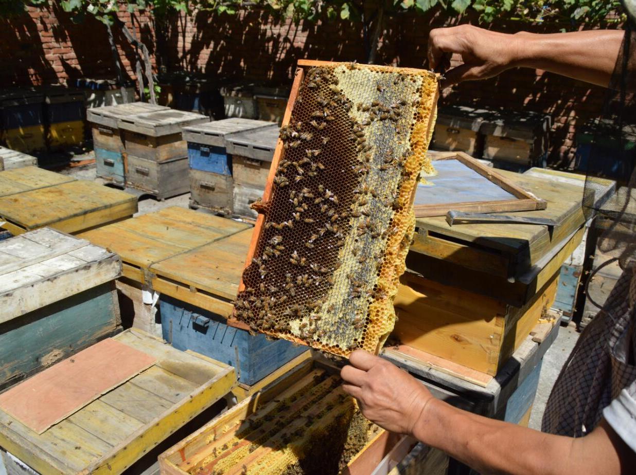 蜂蜜水好喝，蜜蜂酿蜂蜜的过程有物理和化学变化，带你看看巴西蜜-搜狐大视野-搜狐新闻
