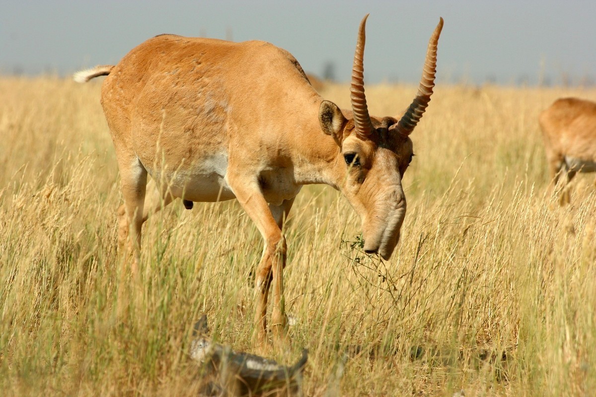 保护得力 藏羚羊摘掉“受威胁物种”帽子 | 国际生物多样性计划中国委员会