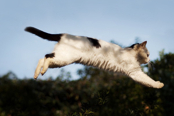 豆瓣日记 飞猫