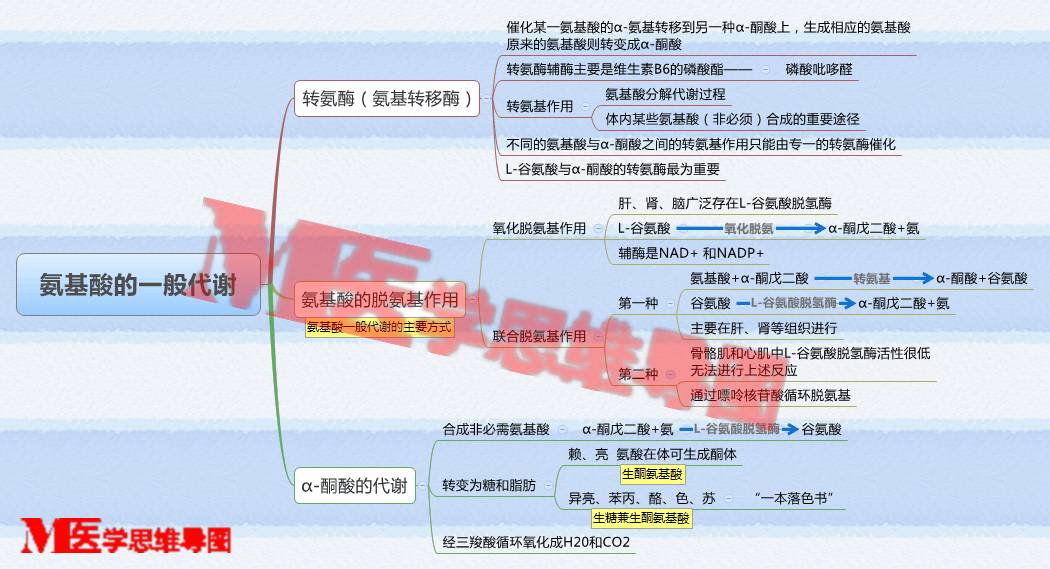 思维导图丨氨基酸的一般代谢