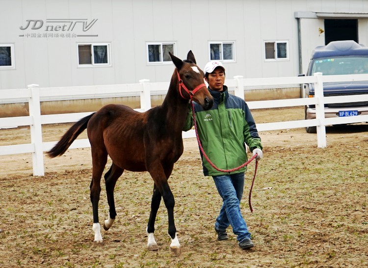 汗血马幼驹荷兰威尔士pony西班牙安达鲁西亚荷兰花马国产pony马荷兰